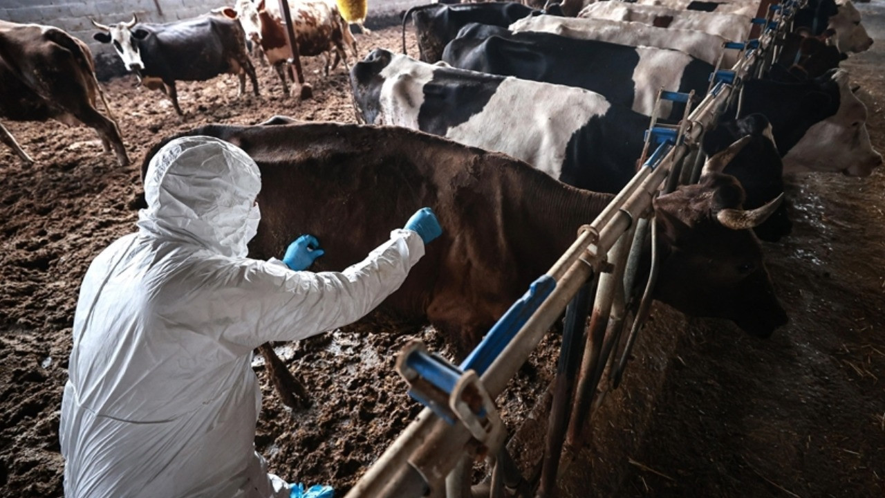 Şap paniği 11 mahalle karantinaya alındı