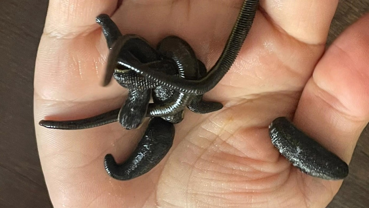 Yavrular mezbaha kanıyla besleniyor! Birçok hastalığa şifa, kadınlar cilt güzelliğini onda arıyor