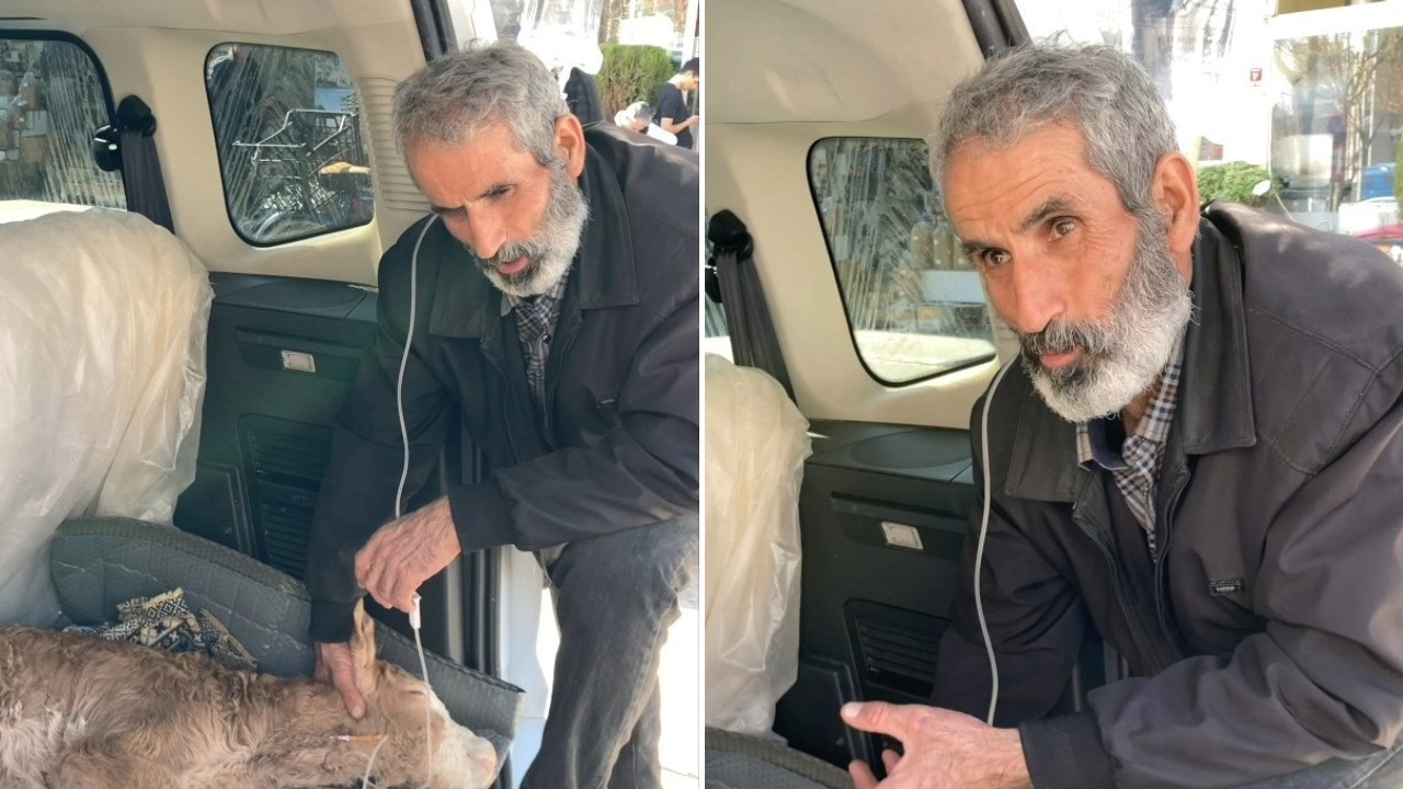 Buzağısının serumu bitene kadar uzun hava okudu