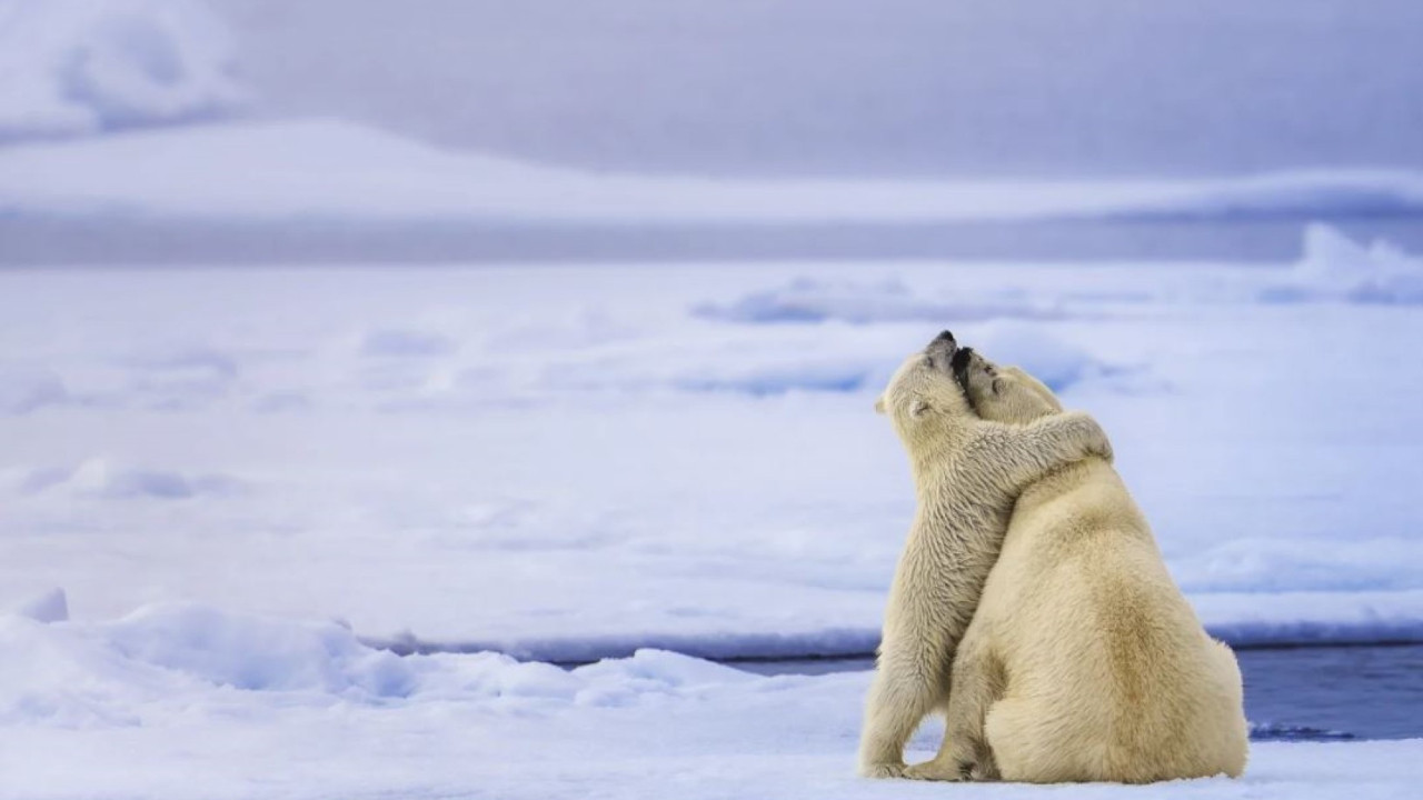 Dünya Doğa Fotoğrafçılığı Ödülleri'nin kazananları belli oldu