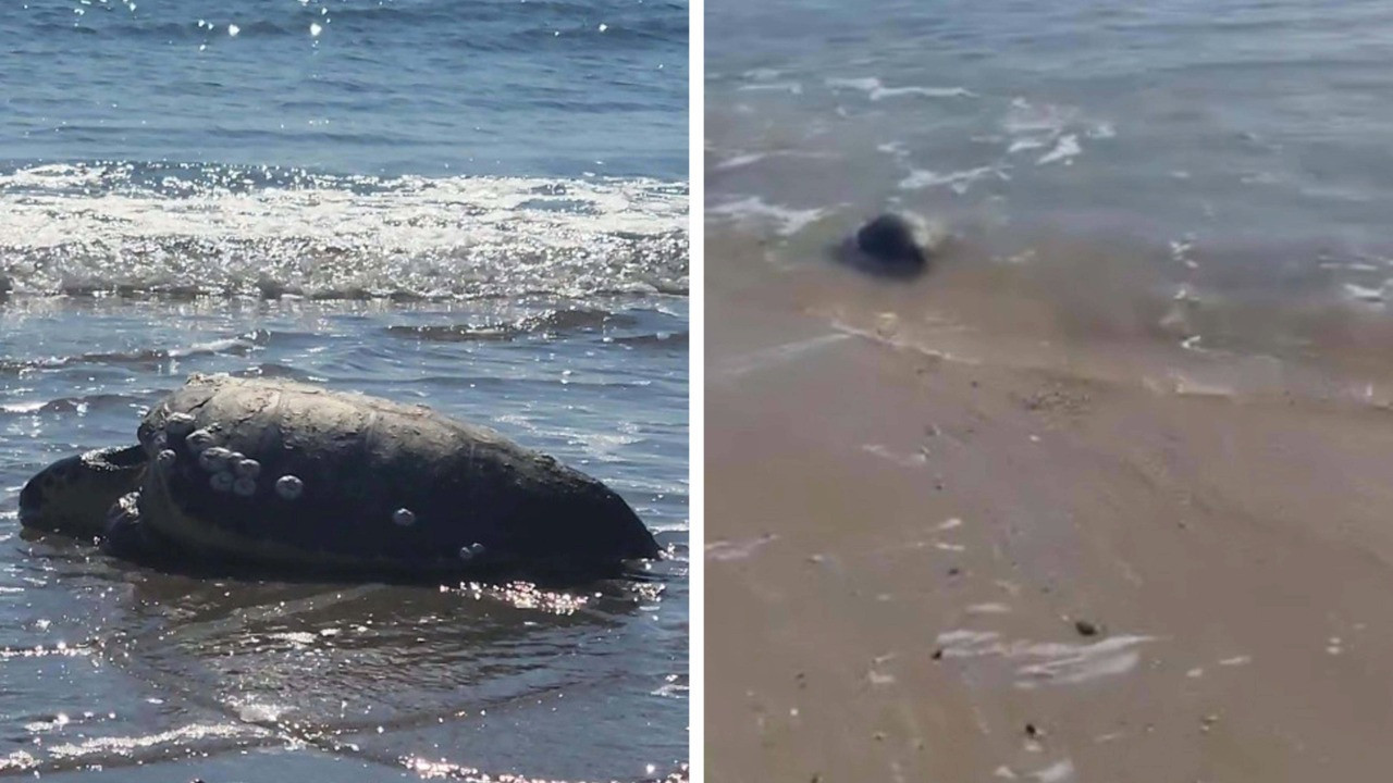 Kıyıya vuran caretta caretta vatandaşların yardımıyla denizle buluştu