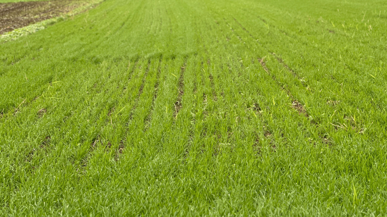Sonunda yüzleri güldü: 50-60 kilo çiçek biçtiğimiz tarlalar oldu
