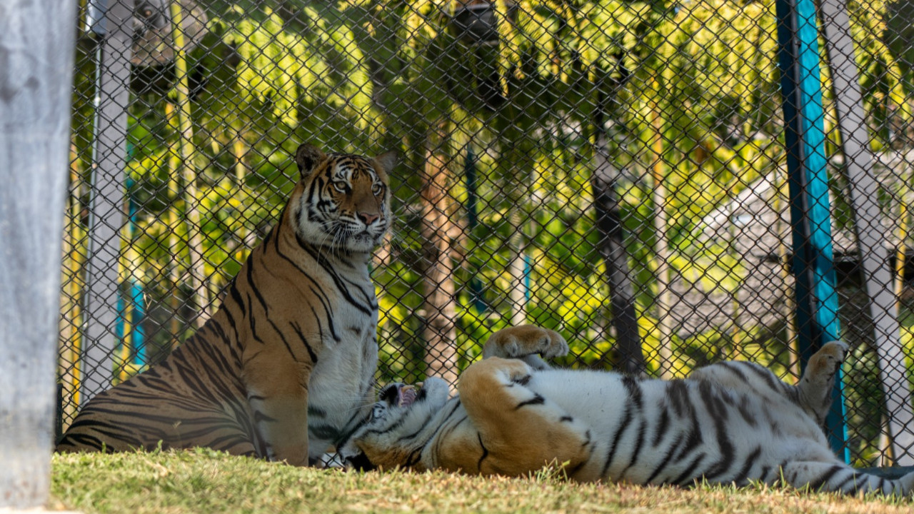 Turistik cennette facia: 72 kaplan birden öldü