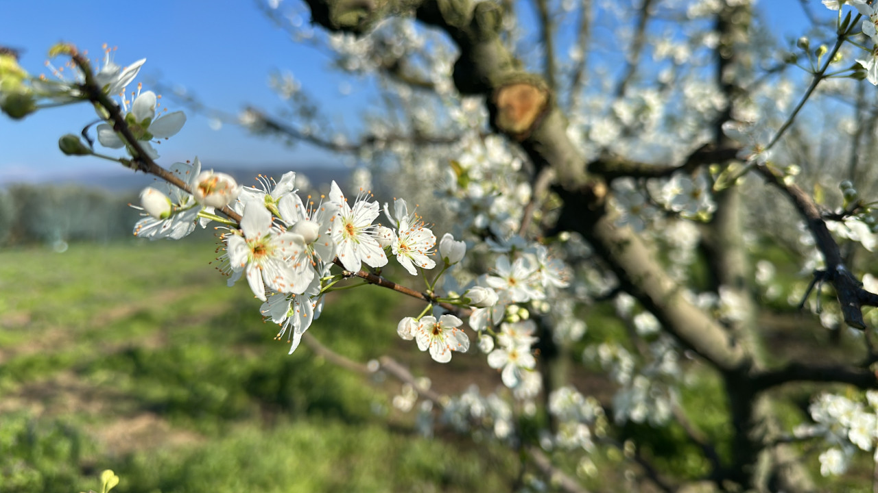 Erken çiçek açan meyve ağaçları üreticiyi tedirgin etti