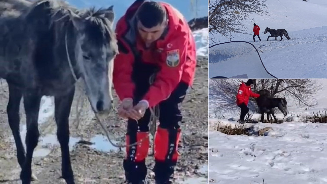 Kurtların saldırısına uğrayan ve dağda mahsur kalan at kurtarıldı