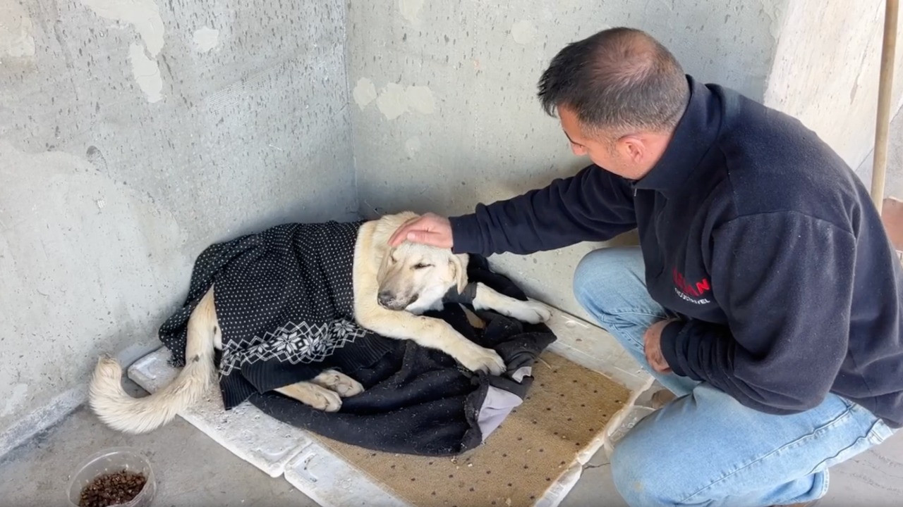 Mahkemeye gidiyor: Sağlam bir köpeği 5 günde bu hale getirdiler