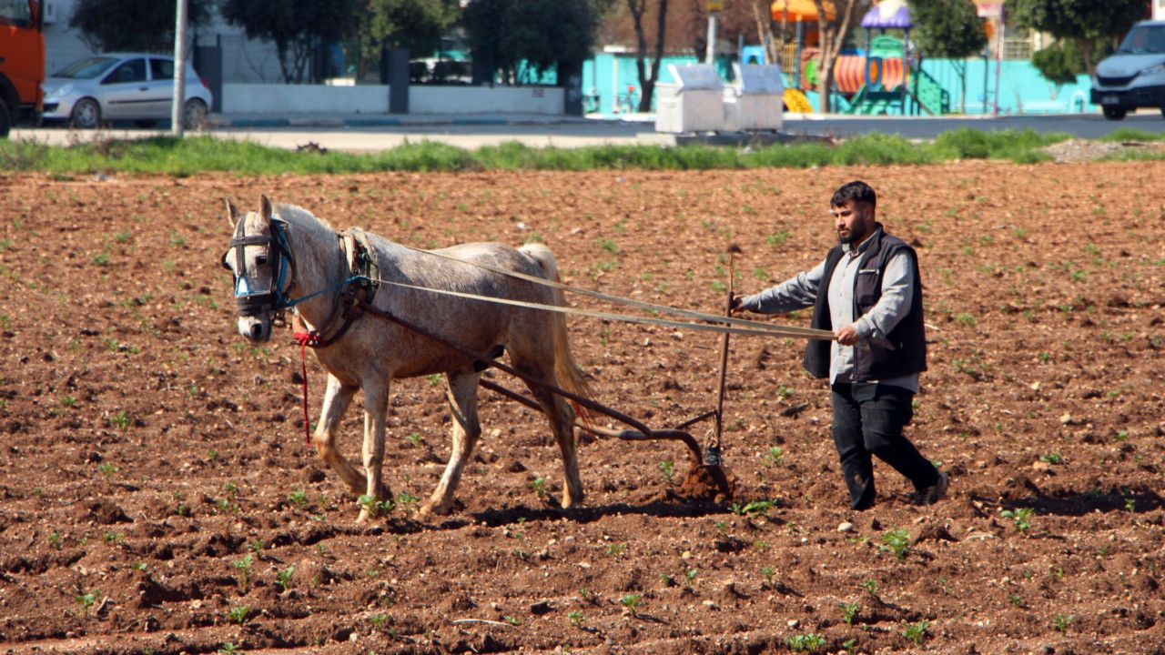 Patates tarlasında atlarla ot temizliği tepkilere yol açtı