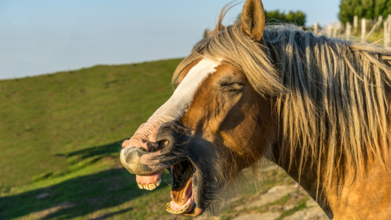 Atların kişnemesinin ardındaki gizem çözüldü