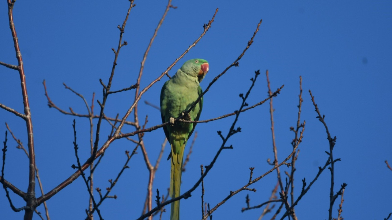 İstilacı papağan bir ilde daha görüldü