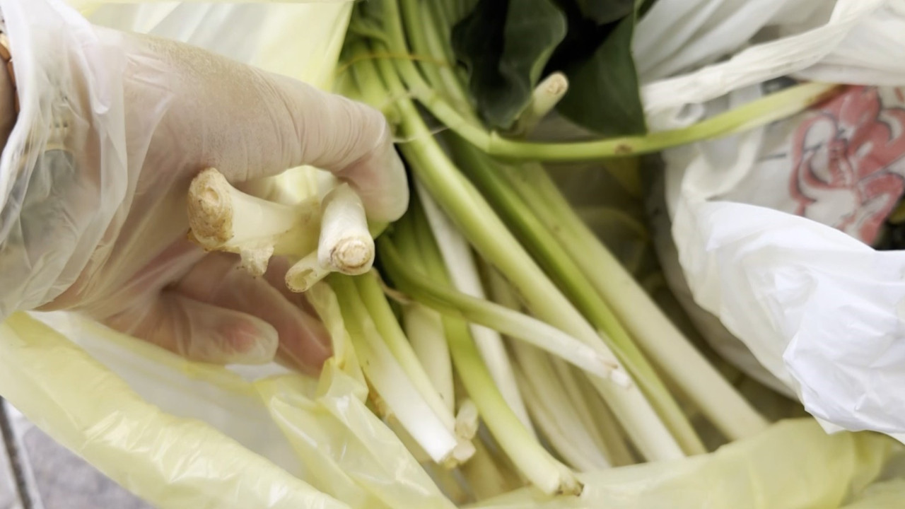 Pazı diye aldı, zehirli ot çıktı: Zehirlemeye 1 lokması yetti