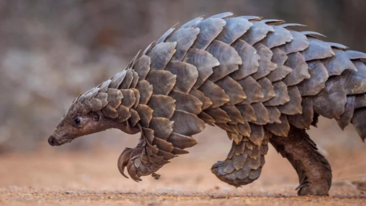 Turistlere 'egzotik yemek' diye koruma altındaki hayvanı yedirdiler