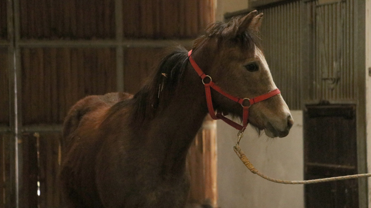 TMSF, safkan İngiliz atı ve tayı satışa çıkardı