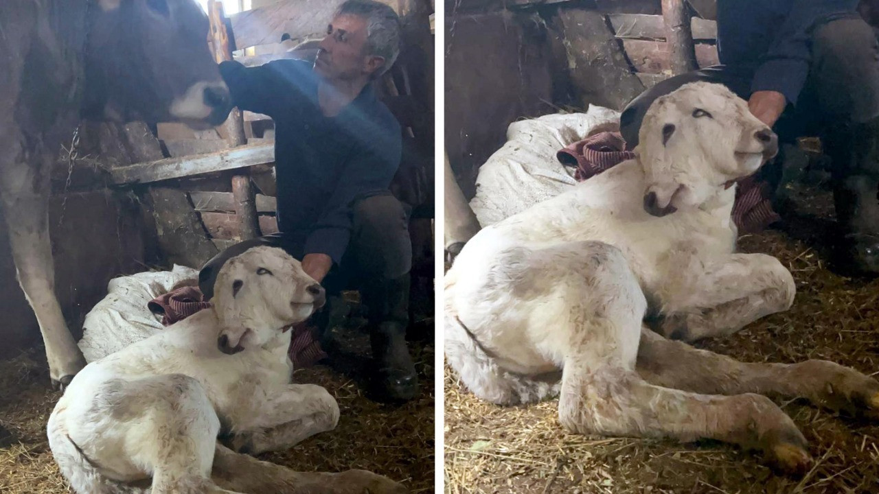 Çift başlı buzağı dünyaya gözlerini açtı