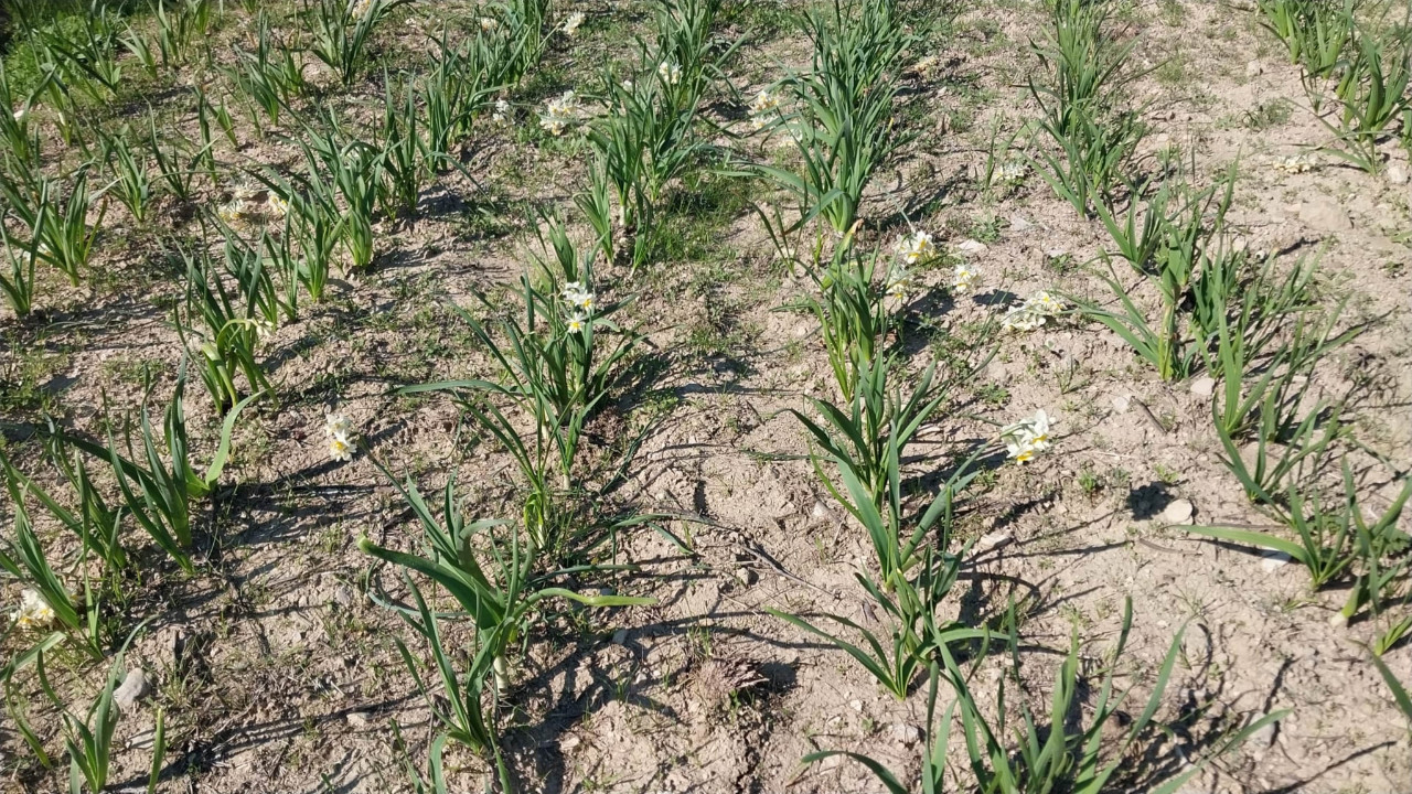 Kışın ortasında gelir kaynağı oldu: 200 TL