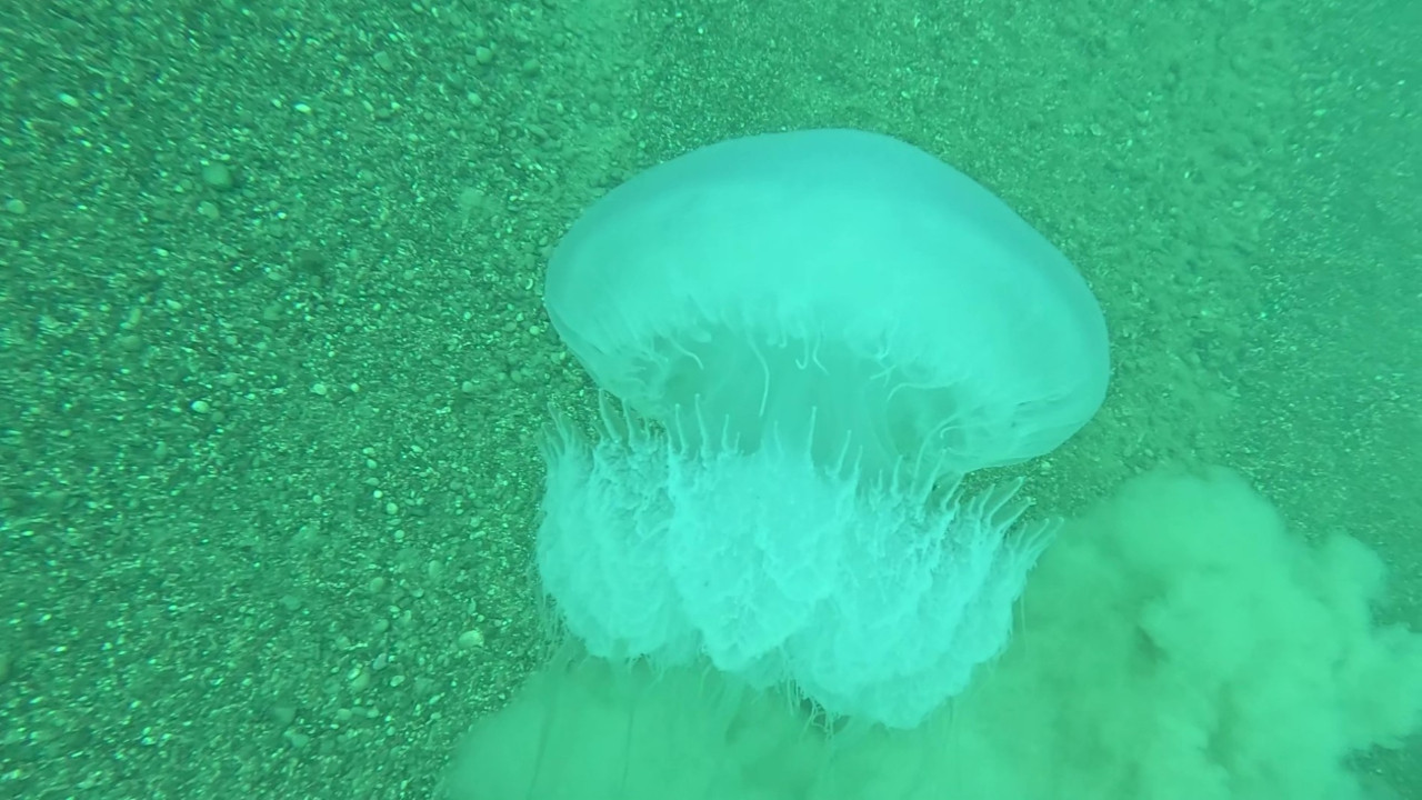 Akdeniz’de dev alarm! Antalya Körfezi’ne giriş yaptılar