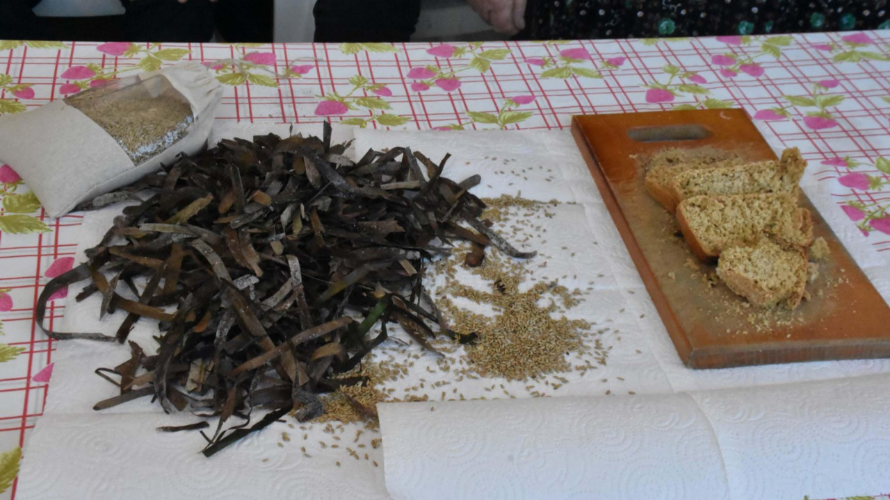 Tarlaya su yok: Ekmeği denizden ürettiler