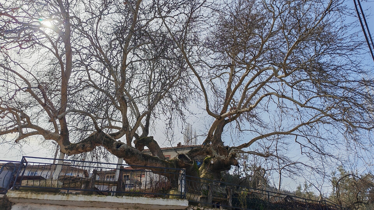 2 bin yıllık kökleriyle zamana meydan okuyor