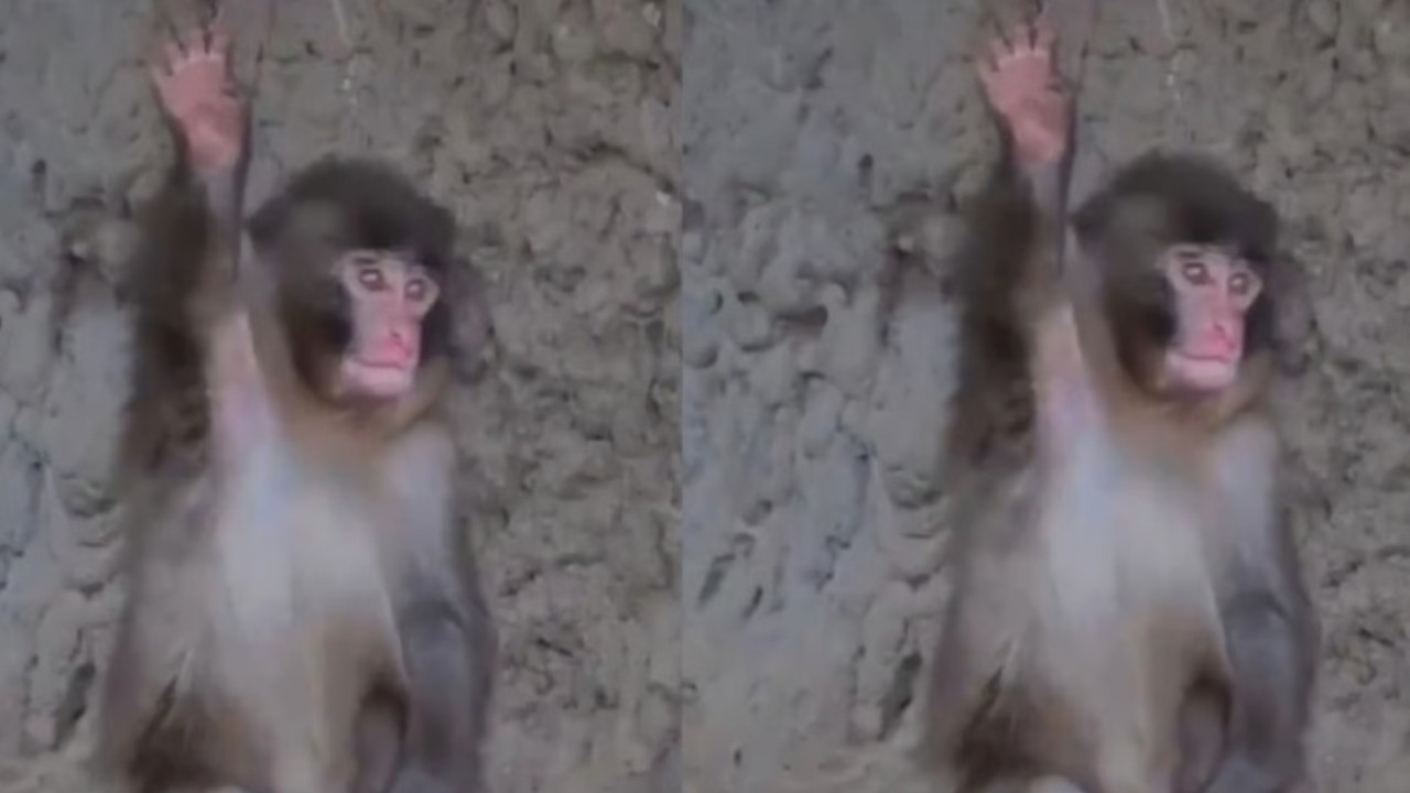 Annesiz maymun Punch'ın yeni numarası kalpleri eritti