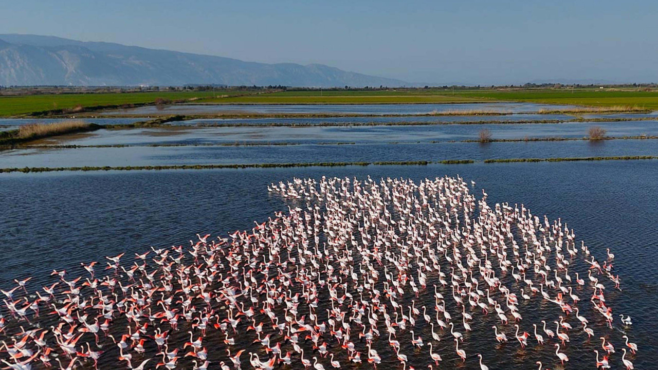 Tarım arazileri sular altında kalınca flamingolar akın etti