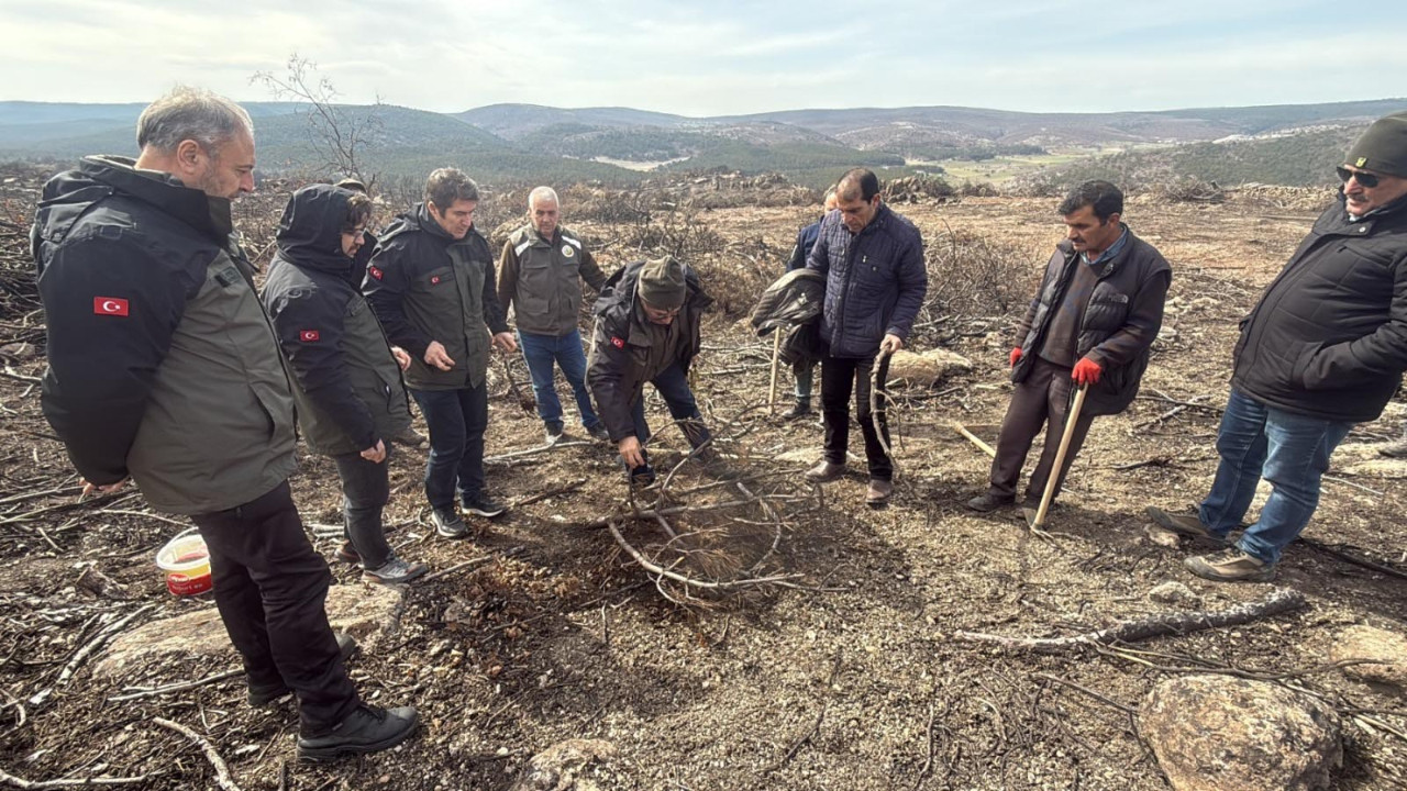 10 şehidin verildiği orman yangını bölgesinde yeniden ağaçlandırma başladı