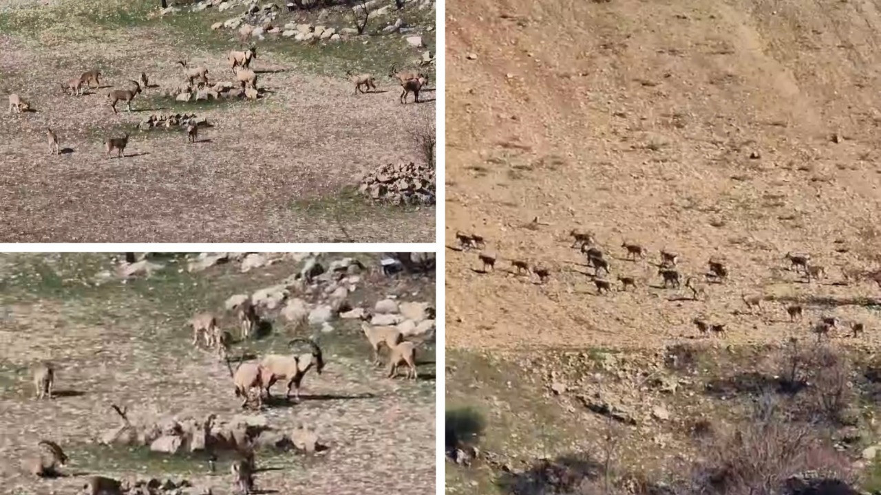 Dağ keçileri sürü halinde görüntülendi: Zarar vermenin cezası 940 bin lira