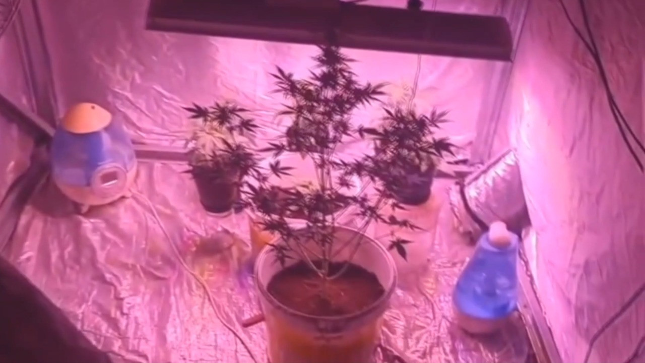 Apartman dairesinde kenevir serası: 1 tutuklama