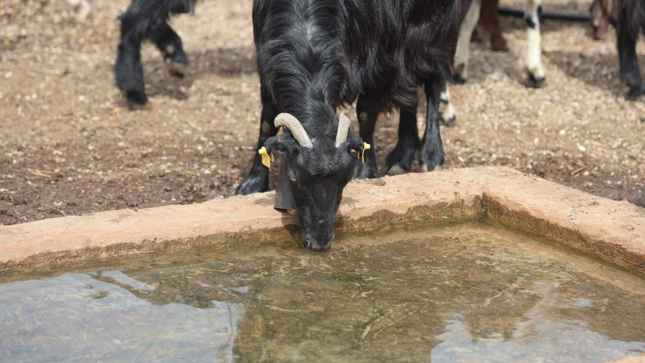 Yağmur suyunu içen 43 hayvan öldü