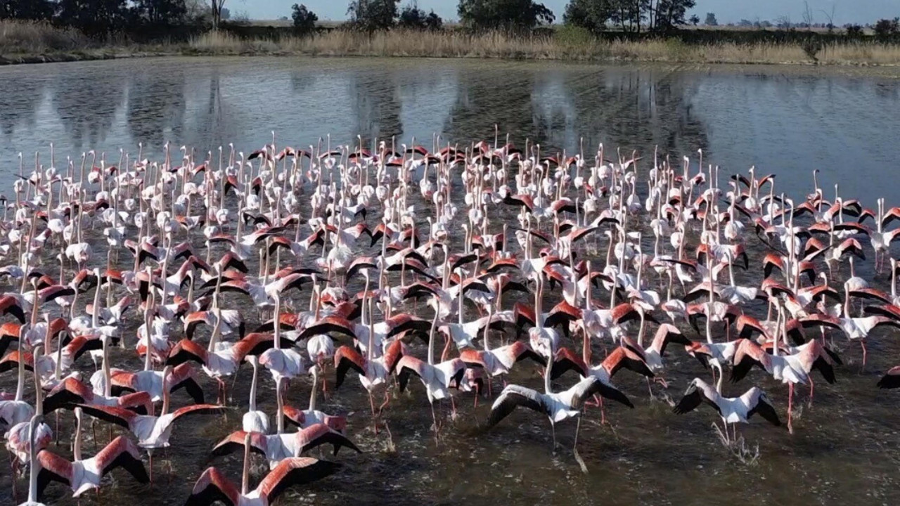 Büyük Menderes taştı, flamingolar akın etti