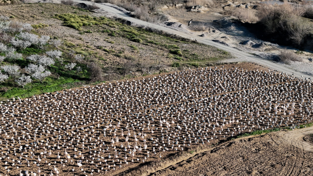 Baharın habercileri şehre akın etti
