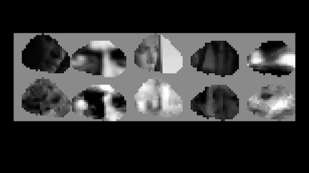 Farelerin etrafını nasıl gördüğü ortaya çıktı