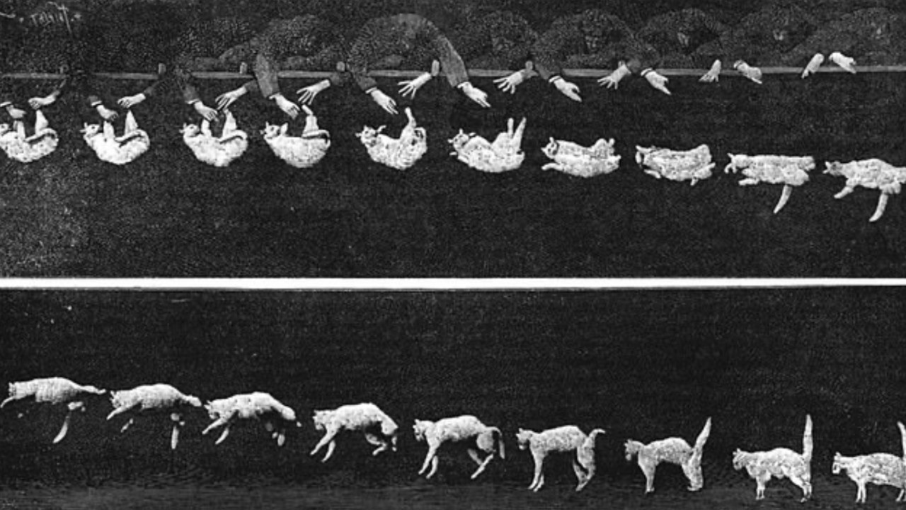 Kedilerin neden hep dört ayak üstünde düştüğü ortaya çıktı