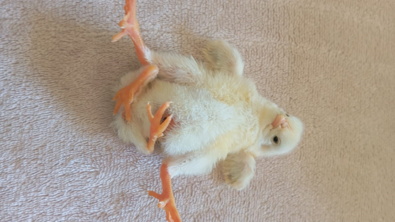 Dört ayaklı civciv şaşkınlık yarattı