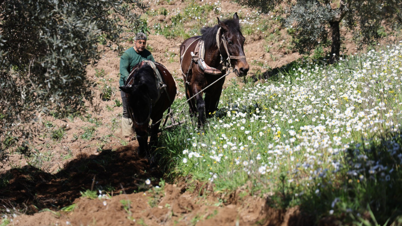 Geleneksel yöntemle yüksek kazanç: Ayda 180 bin lira kazanıyorlar