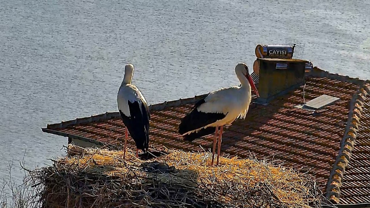 Yaren leylek, Nazlı’ya kavuştu