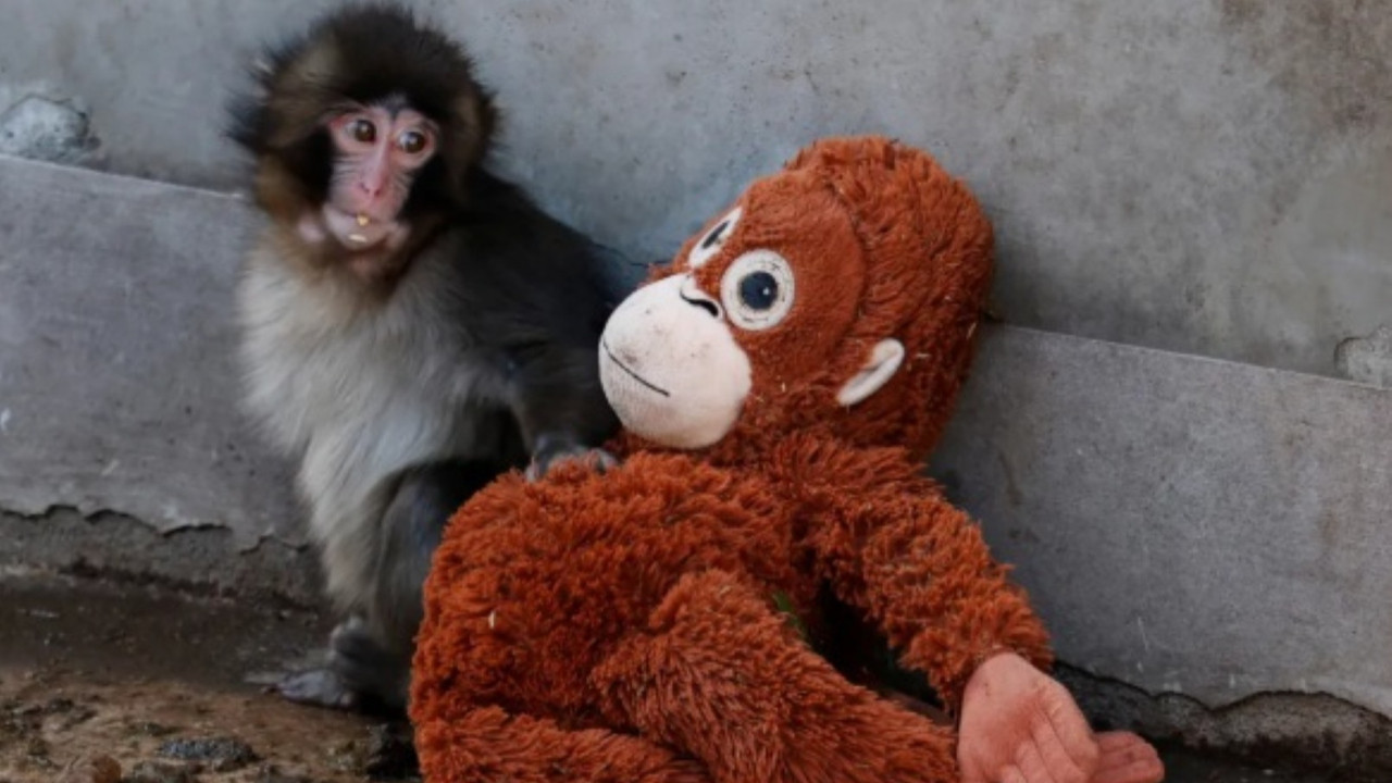 Annesinin terk ettiği Punch'la ilgili saldırı iddialarına yanıt