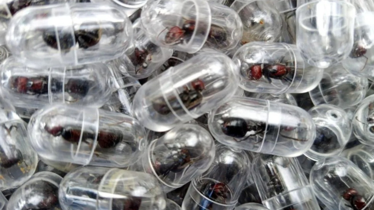 Bavulundan test tüplerinde yüzlerce canlı karınca çıktı