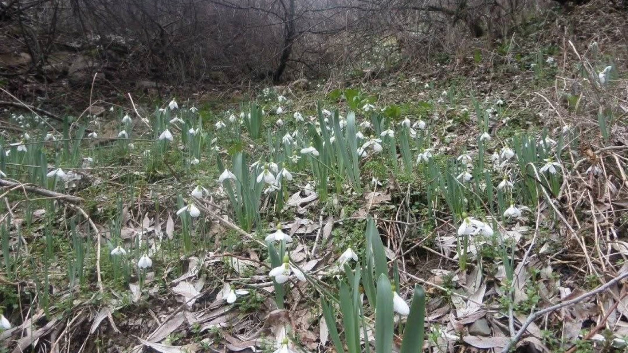 Karların arasından çıkıyor, koparmanın cezası 699 bin lirayı aştı
