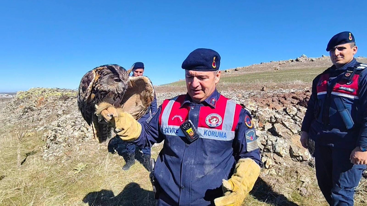 Yozgat’ta yaralı halde bulunan puhu kurtarıldı