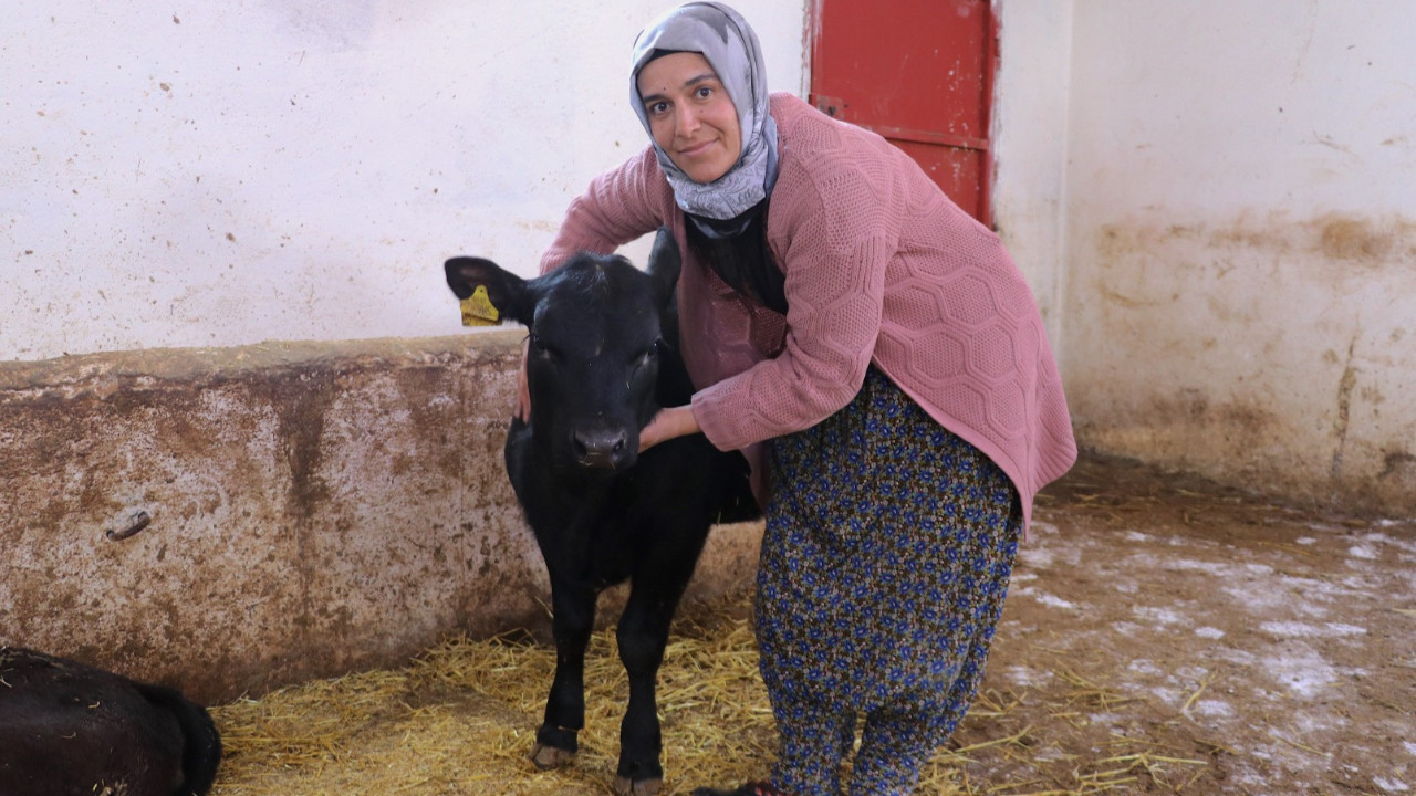 Besiciliğe başlayan kadın çiftçi 5 ayda hayvan sayısını ikiye katladı