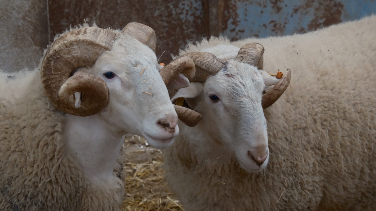 En değerli koçlar ikinci el araba fiyatına satılıyor
