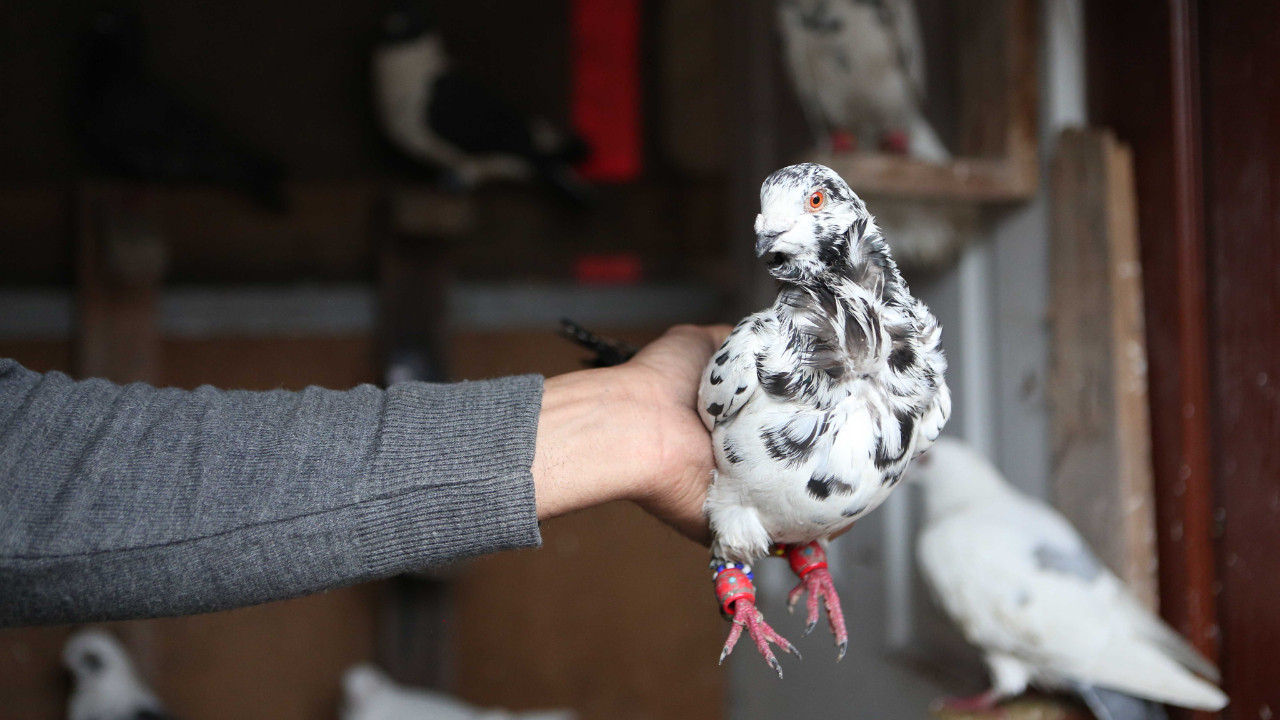 Maliye güvercin satıcılarının peşine düştü