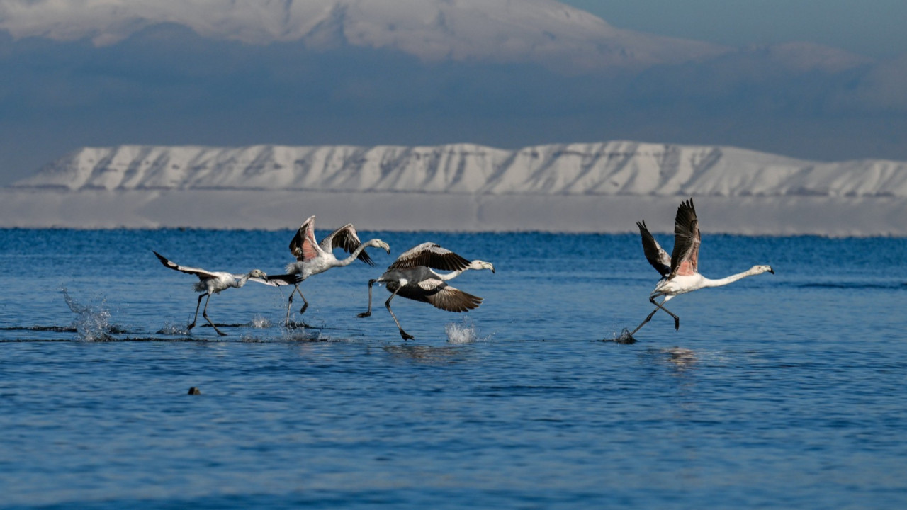 Flamingolar bu yıl erken geldi