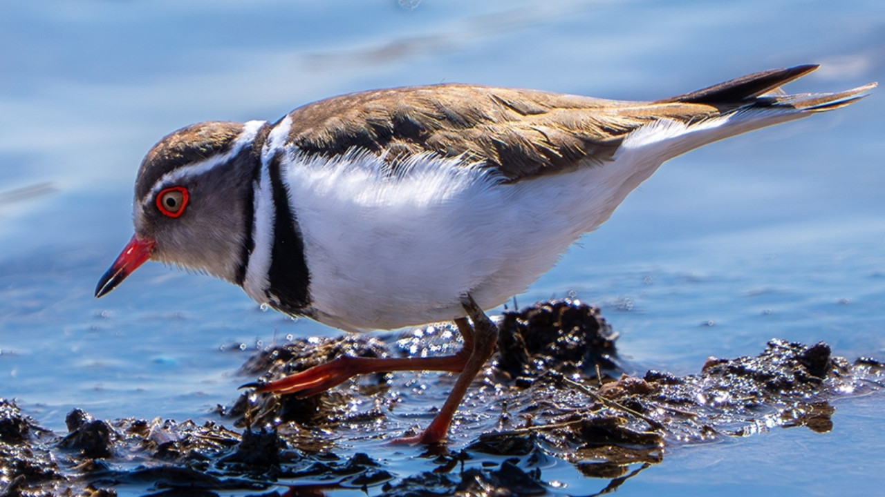 Türkiye'de ilk kez görüldü