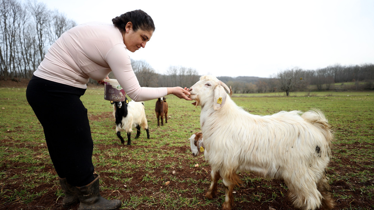 Lüksü bırakıp doğayı seçti! Keçileriyle yaşamaya başladı