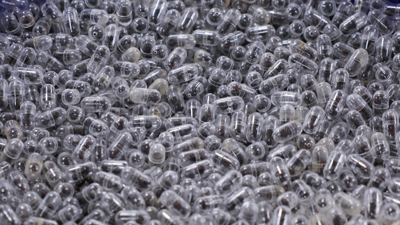 Valizinde tam 2238 karınca bulunmuştu: Hakim karşısına çıktı