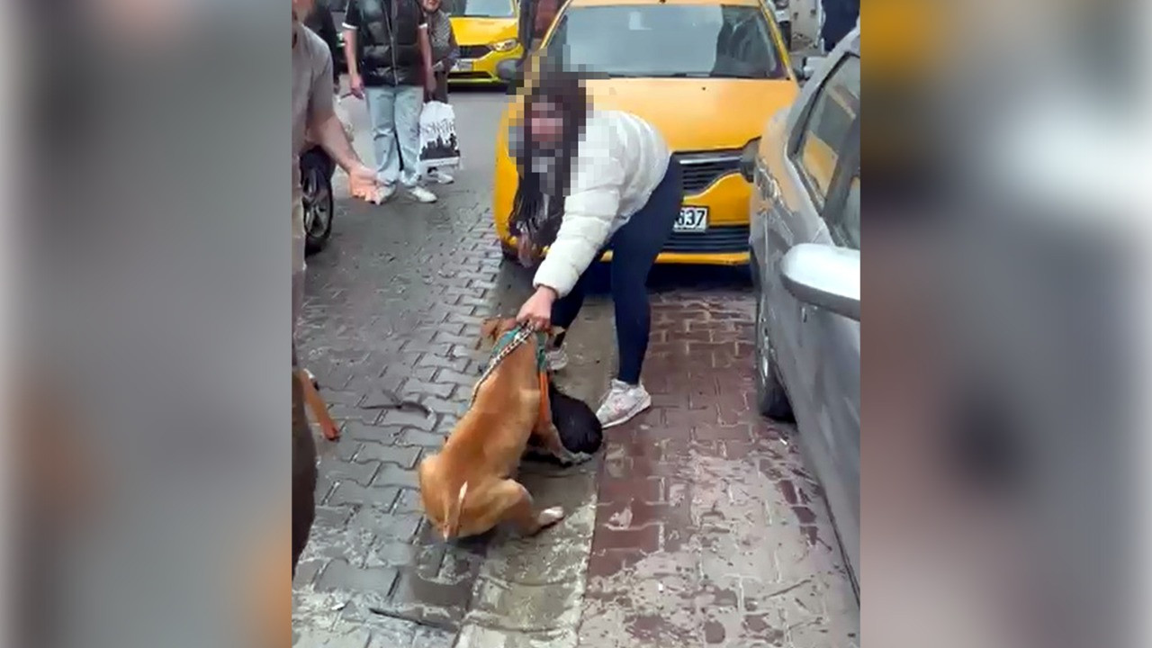 'Pitbull'un saldırdığı köpek ağır yaralandı