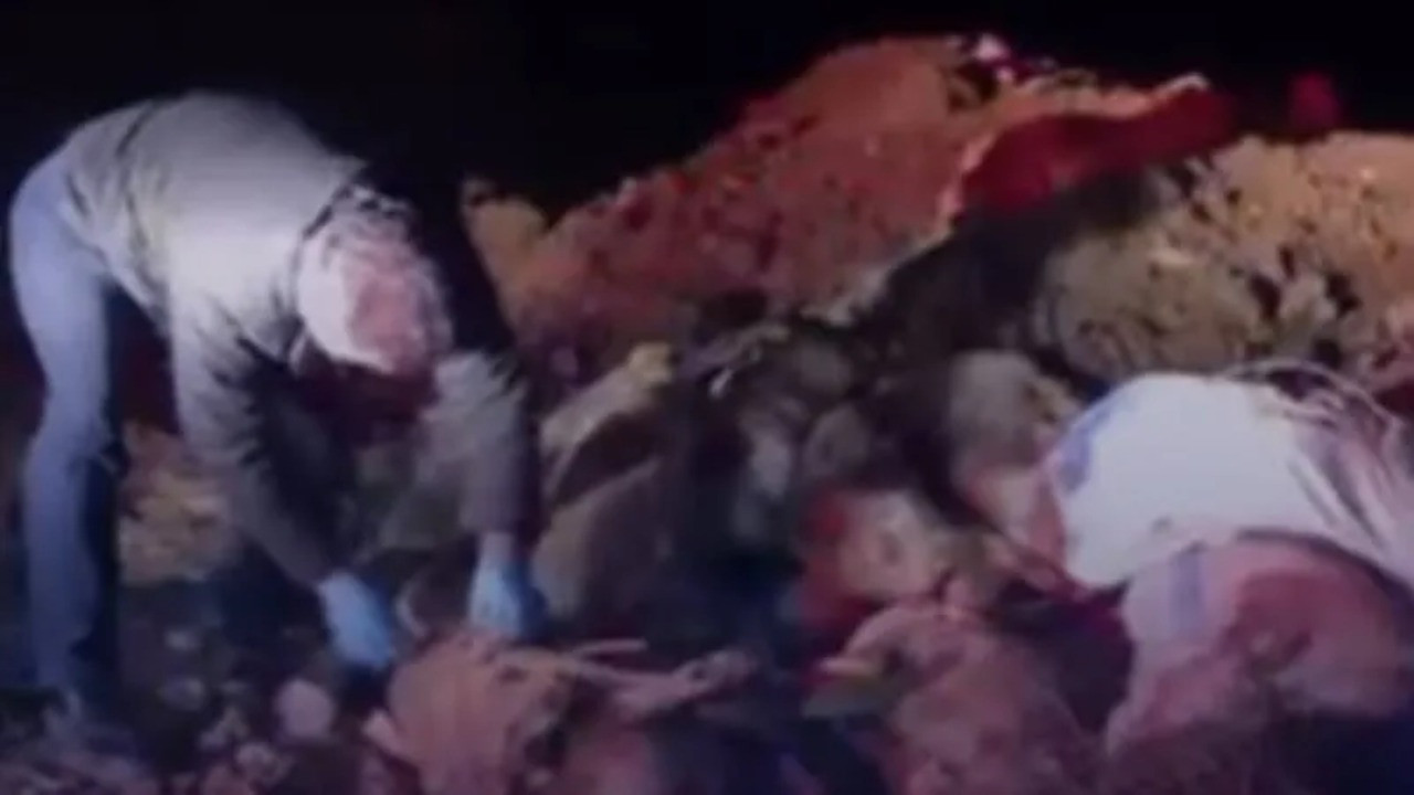 Vahşet: Çöplükte 40'a yakın sokak köpeği ölü bulundu