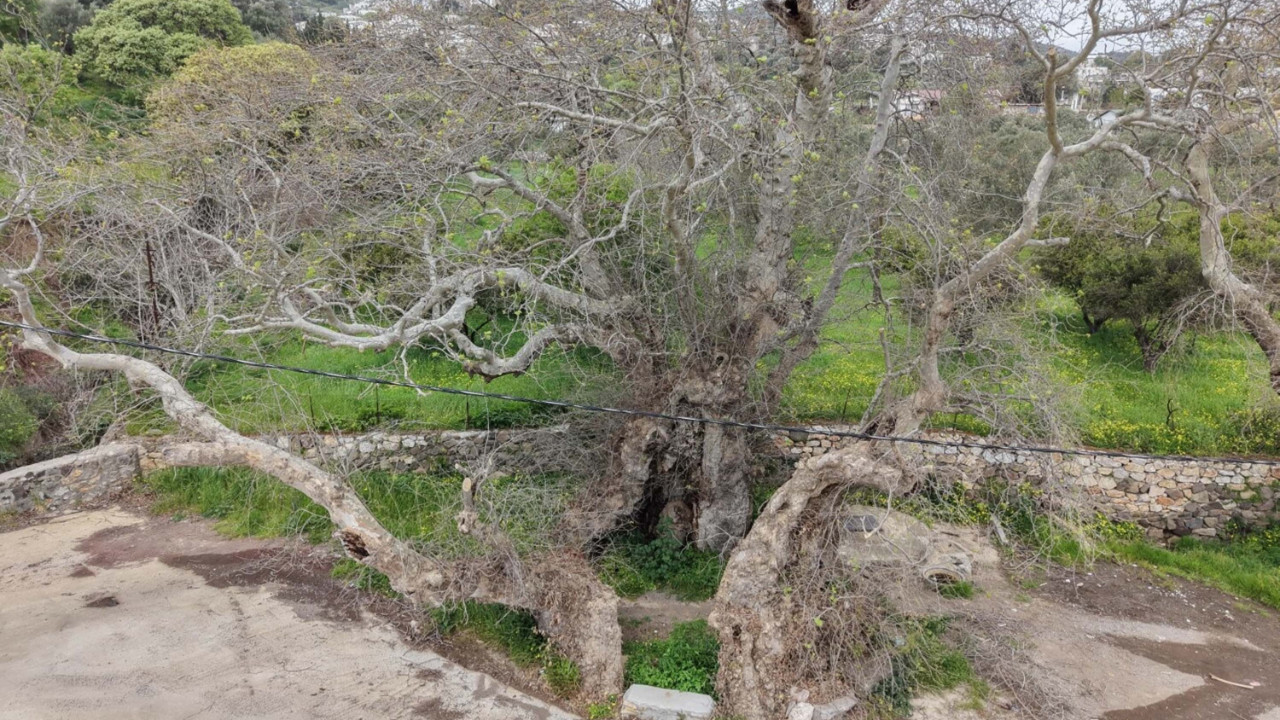 Yürüyüş yaparken fark etti: 2 bin yıllık çınar inceleniyor