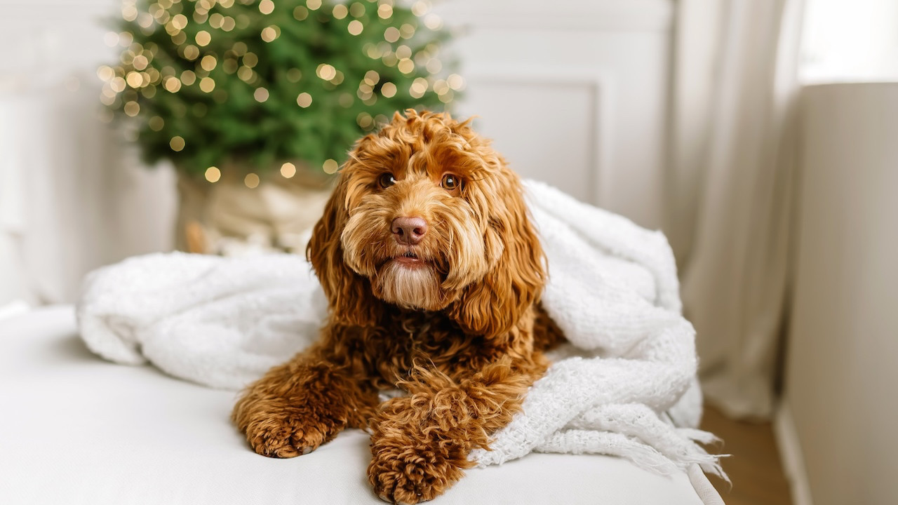 Melez köpekler daha çok davranış sorunu yaşıyor