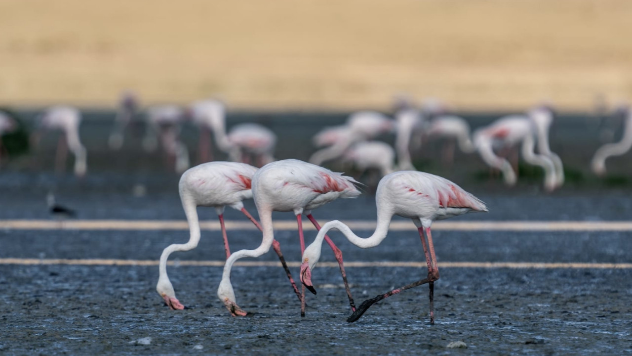 Flamingolar Tuz Gölü’ne döndü: Sayıları düştü, su krizi uyarısı yapıldı